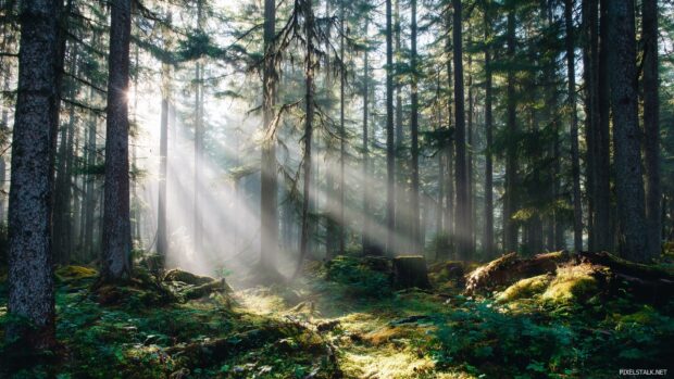 Cool desktop backgrounds hd featuring a serene forest scene with rays of sunlight filtering through the trees.