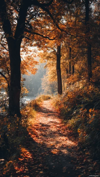 Cozy Autumn walk with falling leaves, soft Aesthetic sunlight, and a peaceful forest path covered in golden hues.