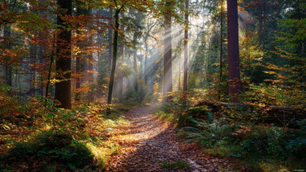 Cozy autumn forest morning capturing light rays through colored leaves onto a quiet path.