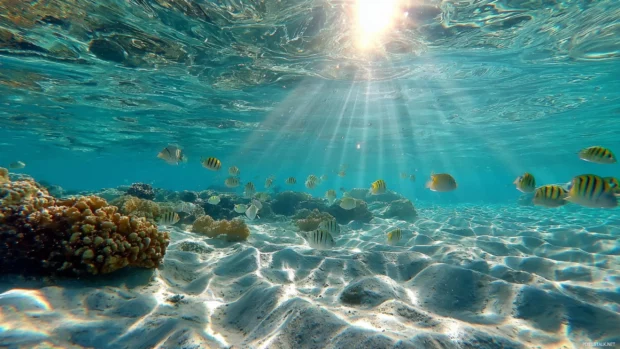 Crystal clear ocean desktop showing underwater view of sunbeams piercing aquamarine water and tropical fish.