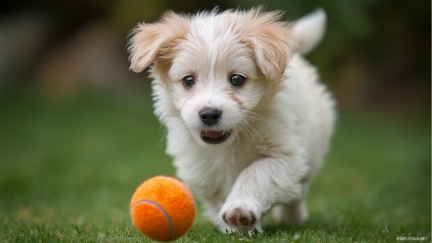 Cute baby animal wallpapers for desktop featuring an energetic puppy playing with a ball.