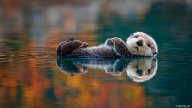 Cute baby animal wallpapers showing curious baby otter floating on its back in crystal water, crisp reflection and playful innocence.