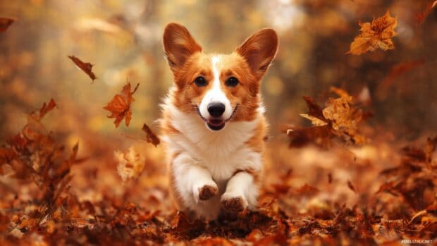 Cute dog backgrounds with a playful corgi bouncing through leaves in autumn.