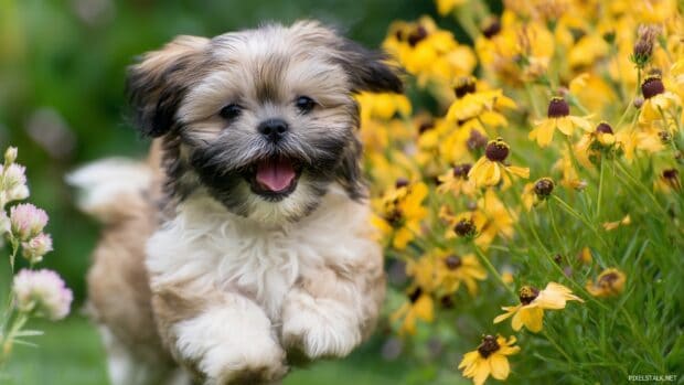 Cute puppy hd images showing a cheerful Shih Tzu frolicking in a flower garden.