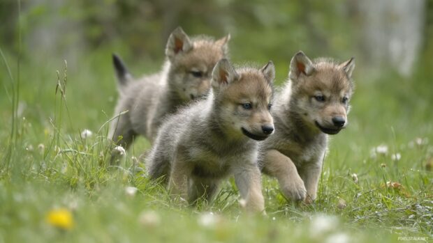 Cute wolf wallpaper hd displaying playful wolf pups in a meadow.