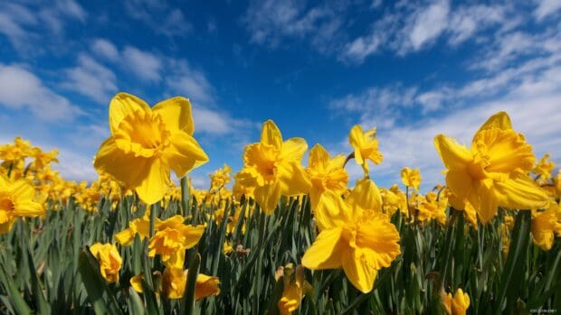 Daffodil wallpaper, A vibrant field of blooming daffodils under a clear blue sky, showcasing the beauty of spring flowers.