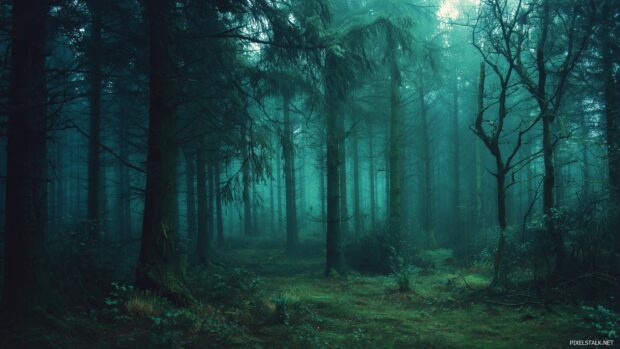 Dark green wallpapers hd portraying a mysterious woodland at dusk.