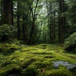 Dark green wallpapers hd capturing the essence of a moss covered