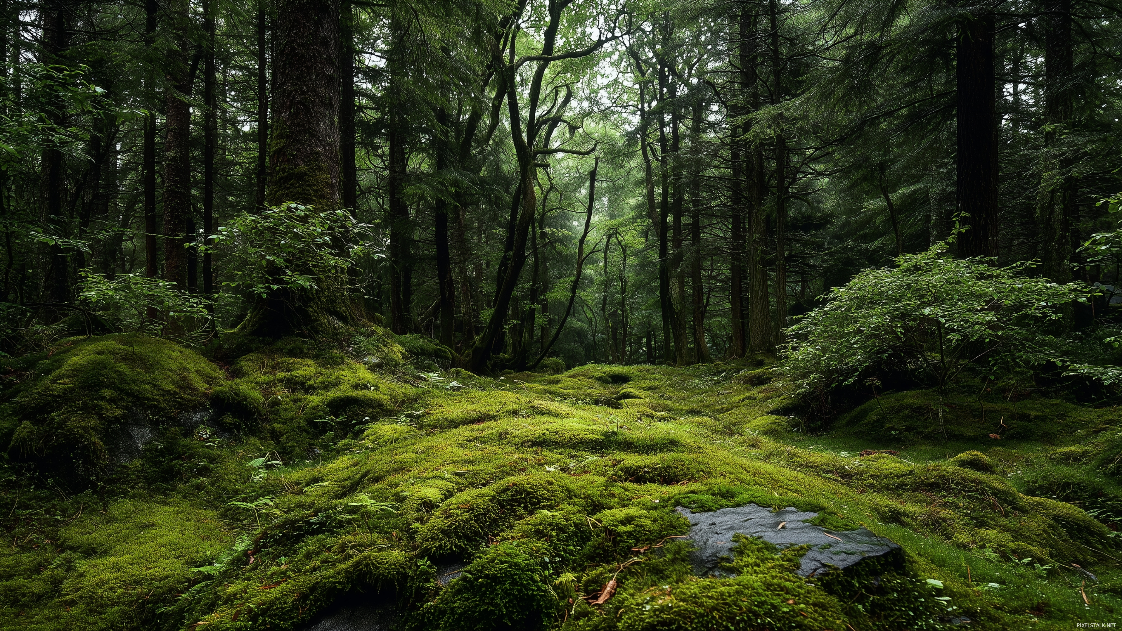 Dark green wallpapers hd capturing the essence of a moss covered.