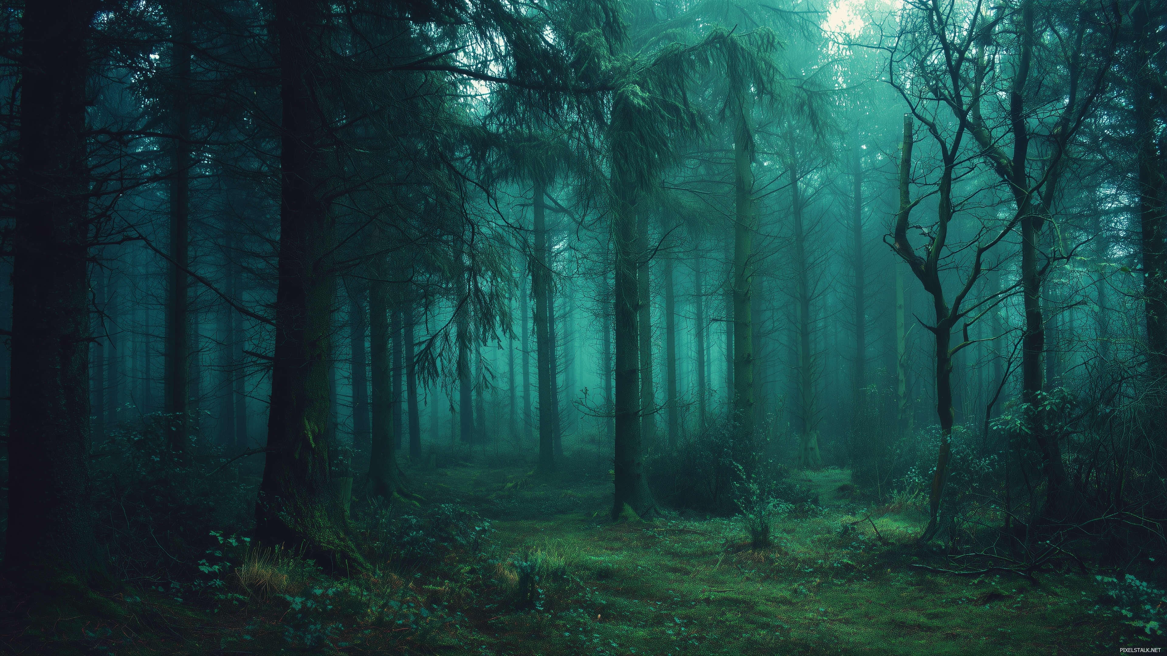 Dark green wallpapers hd portraying a mysterious woodland at dus.