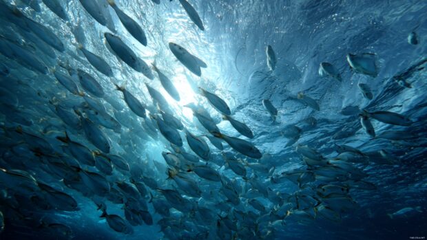 Dynamic Underwater Wallpaper filled with schools of fish swimming harmoniously.