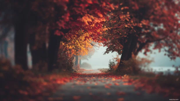 Fall background hd with blurred pathway through tunnel of red and yellow trees under cloudy sky.