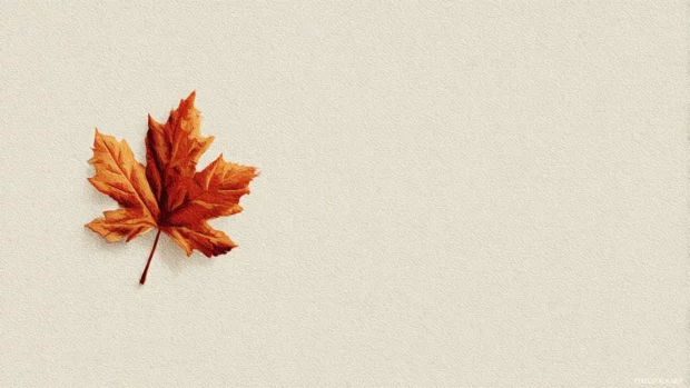 Fall background in minimalist illustration showing single maple leaf on smooth cream canvas for calm effect.