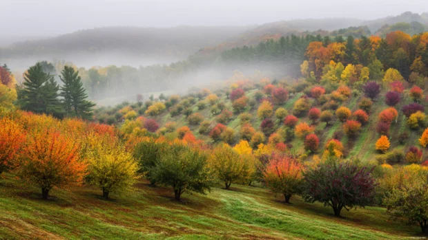 Fall desktop wallpaper showing fog drifting over hilltop orchard in vibrant fall color setting.