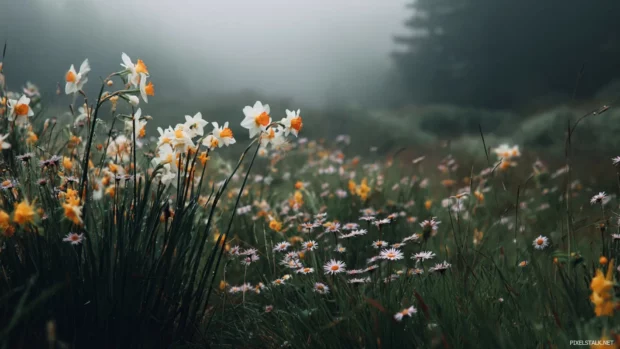 Fall floral desktop wallpaper showing wild asters and daffodils drifting across a misty morning meadow.
