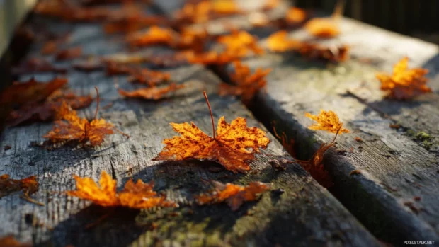 Fall laptop wallpaper hd capturing sunlit amber leaves scattered across weathered wooden planks.