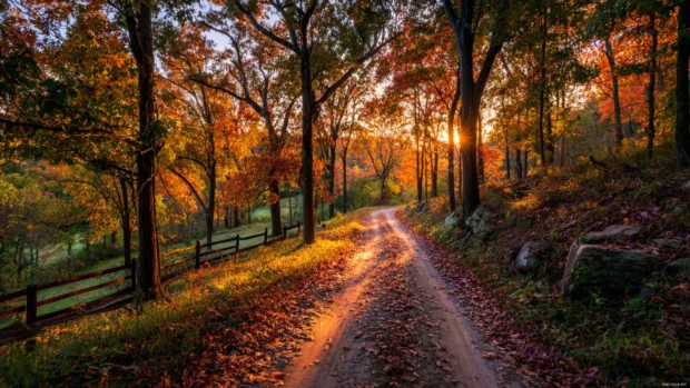 Fall scenery desktop wallpaper capturing country road weaving through vibrant autumn woods at golden hour.