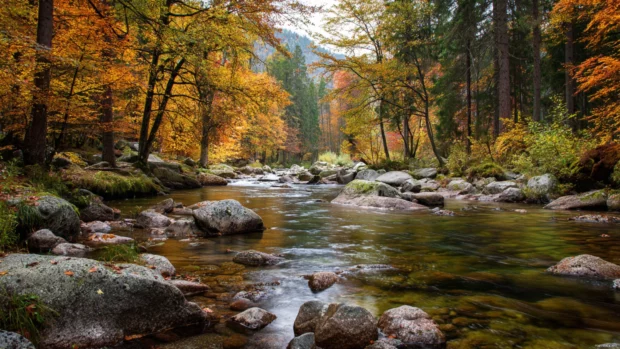 Fall scenery wallpapers backgrounds highlighting a serene river flowing through a forest adorned with autumn colors.