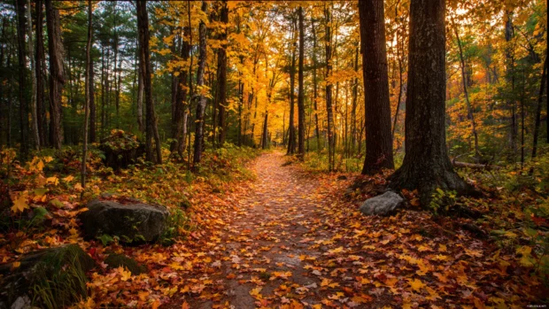 Fall scenery wallpapers for Windows featuring a quiet trail lined with golden leaves leading into the woodlands.