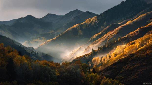 Fall sunrise lighting up mountain slopes covered in golden leaves with soft morning mist in the valleys.