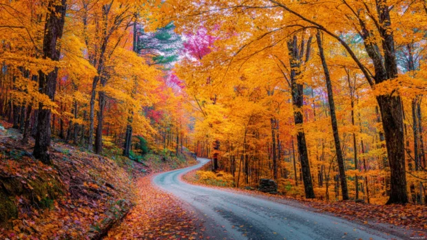 Fall wallpaper 4k hd landscape version featuring winding country road through vibrant fall forest canopy.
