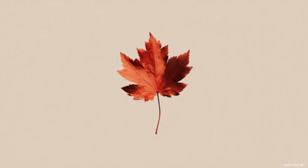 Fall wallpaper hd minimalist version with single maple leaf on smooth beige canvas for calm aesthetic.