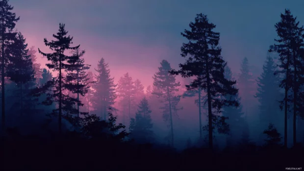 Forest background immersed in twilight, featuring tall trees silhouetted against the fading light, ideal for a calming digital environment.