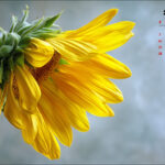 Free September 2025 Desktop Calendar Backgrounds with Fall Themes (1).
