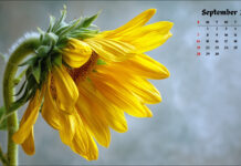 Free September 2025 Desktop Calendar Backgrounds with Fall Themes (1).