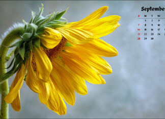 Free September 2025 Desktop Calendar Backgrounds with Fall Themes (1).