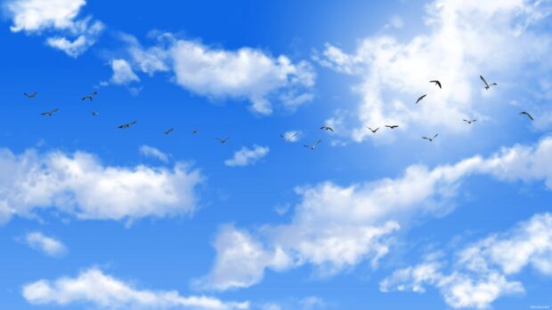 Free desktop sky backgrounds highlighting a clear day with birds flying.