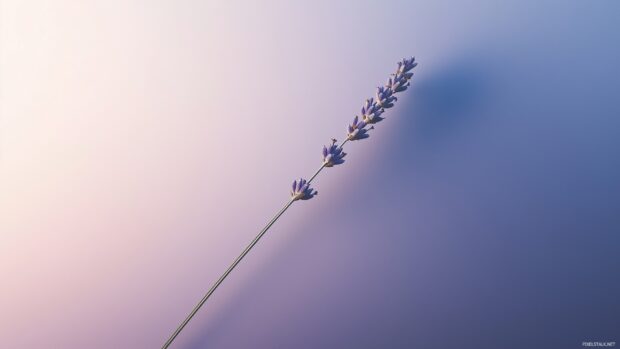 Free wallpaper background with a single lavender stem placed diagonally.