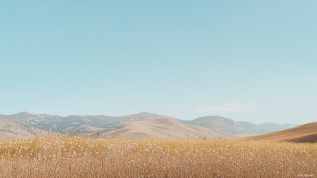 Free wallpaper background with a  soft focus image of wildflowers in a meadow.