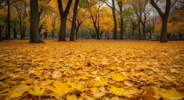 Free wallpaper background with a vibrant autumn scene with golden leaves carpeting the ground and trees in full fall colors.