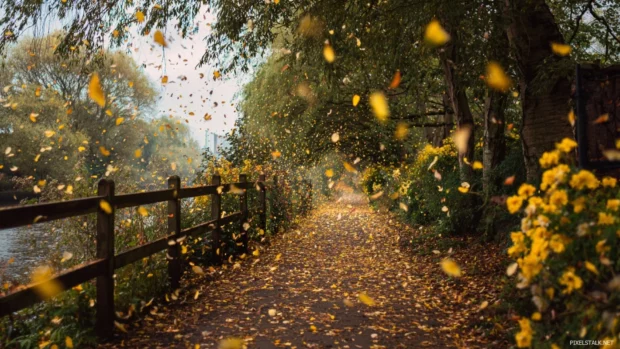 Golden Autumn petals drifting through the air as warm flowers bloom along a quiet riverside path.