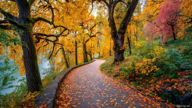 Golden Autumn trees lining a winding path with colorful leaves scattered across the walkway.