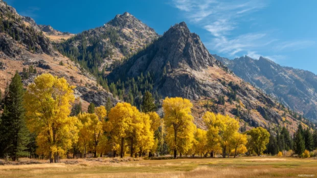 Golden Fall trees clustered at the foot of rugged mountains under a clear blue autumn sky.
