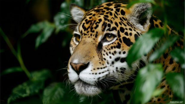 HD awesome laptop wallpapers featuring exotic animals in their natural habitat.