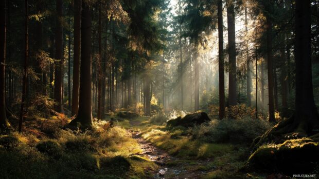 HD awesome laptop wallpapers of a dense forest with sunlight filtering through.