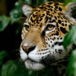 HD awesome laptop wallpapers featuring exotic animals in their n