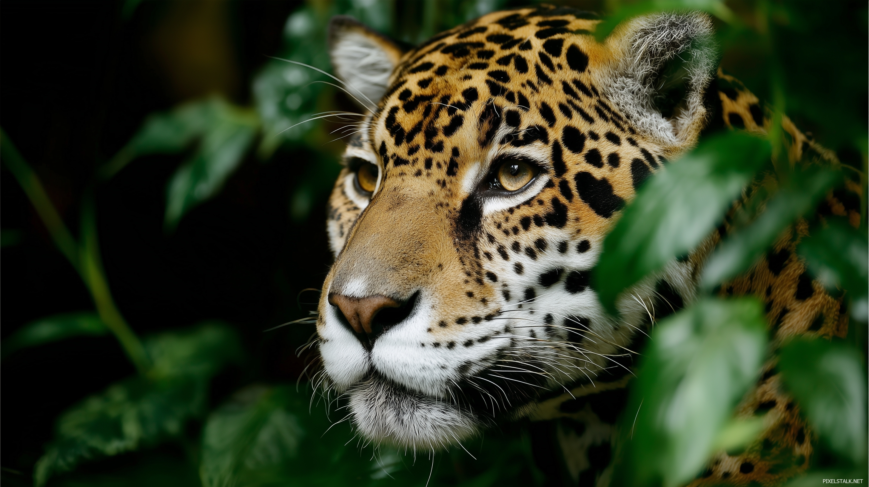 HD awesome laptop wallpapers featuring exotic animals in their n.