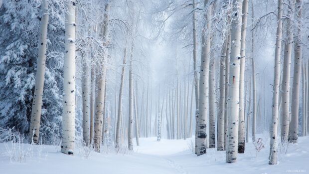 Hd wallpapers of aspen trees, A snowy winter landscape featuring aspen trees draped in soft white snow.