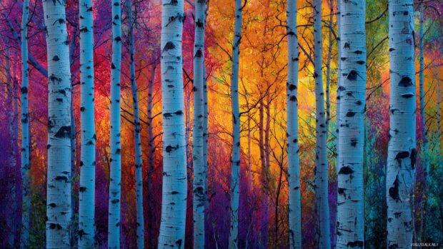 Hd wallpapers of aspen trees, An artistic impression of aspen trees with abstract colors and patterns integrated.