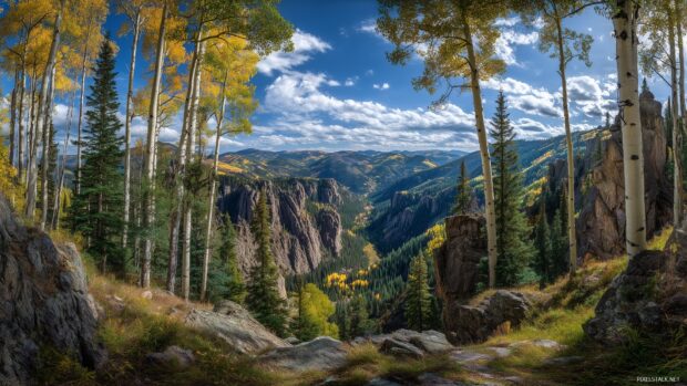 High definition aspen tree backgrounds, A dramatic cliffside vista with aspen trees framing a majestic valley below.