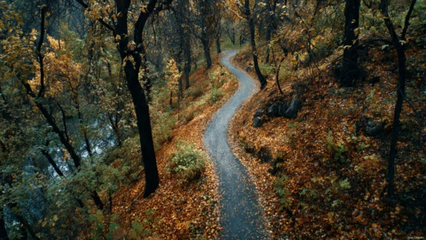High resolution 4K shot of a winding path through a Fall woodland carpeted with leaves.