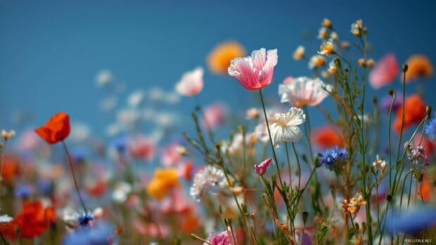 High resolution desktop backgrounds, A field of blooming wildflowers under a bright blue sky.
