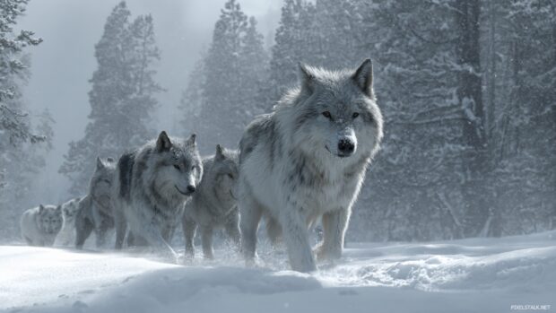 High resolution wolf wallpaper hd showcasing a pack of wolves roaming in a snowy landscape.