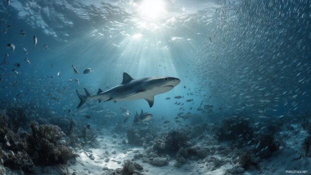 Incredible shark desktop wallpaper capturing the interaction between sharks and marine ecosystems.