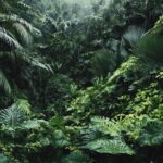 Lush jungle scene with high resolution green wallpapers creating