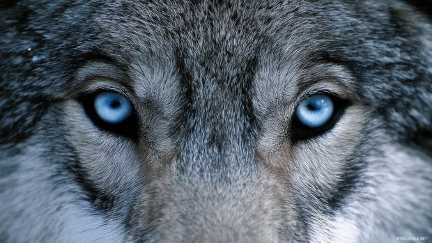 Mesmerizing wolf HD desktop wallpapers capturing a close up of a wolf piercing eyes.